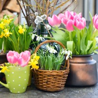 Frühlingsblüten
